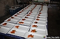 VBS_7355 - Sagra del Fritto Misto alla Gorzanese 32.ma Edizione 30-07-2024
